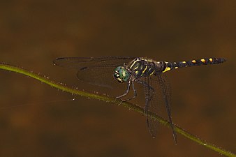 Stellate River Hawk Onychothemis testacea male