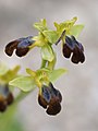 Ophrys fusca subsp. iricolor Italy - Sardinia