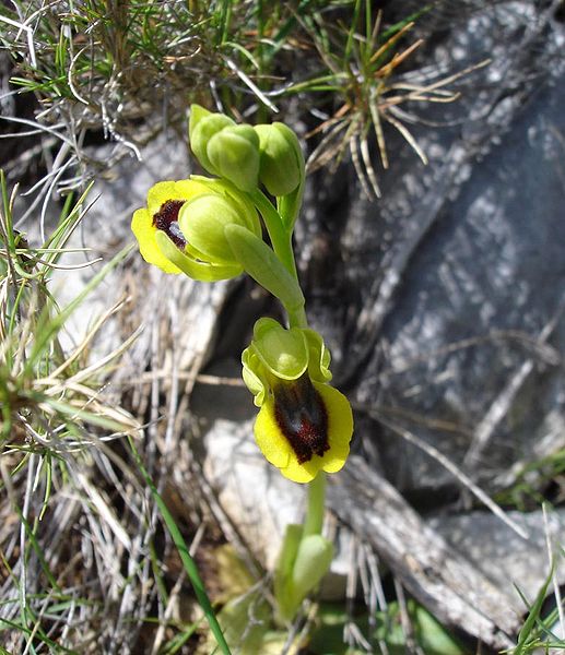 File:Ophrys lutea2.jpg