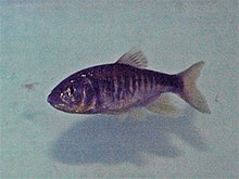 Opsariichthys evolans.jpg