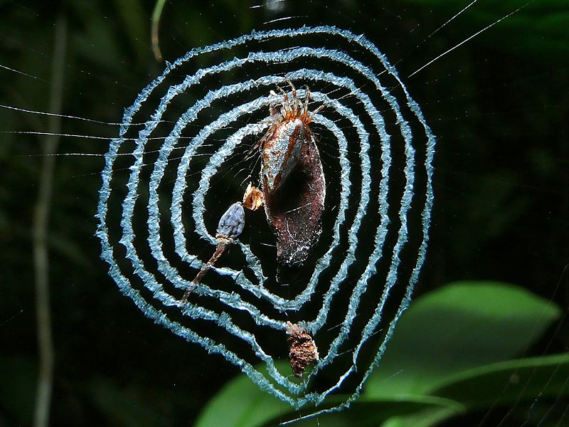 File:Orb Spider (Cyclosa sp.) on web with stabilimentum (6856581393).jpg