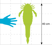 Size comparison of O. manitoulinensis and a human hand Orcanopterus Size.svg