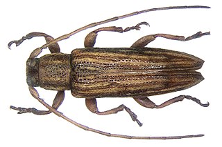 <i>Orcesis</i> Genus of beetles