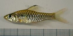 Oreichthys cosuatis.jpg