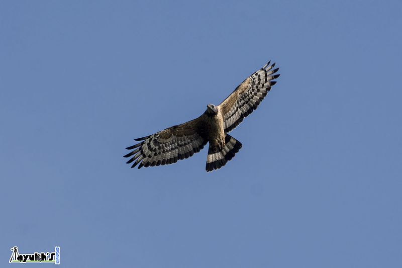 File:Oriental Honey Buzzard or Crested Honey Buzzard Male in Flight.jpg