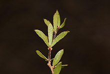 leaves Otholobium curtisiae Dupreez 1.jpg