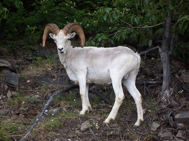 File:Ovis dalli in Alaska.jpg