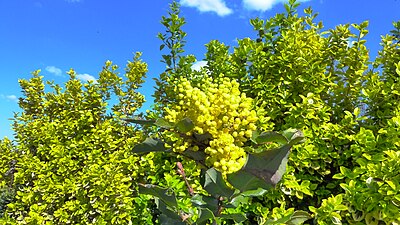 Mahonia aquifolium flowers / Upper Swabia