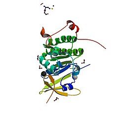 PBB Protein BRCA2 image.jpg