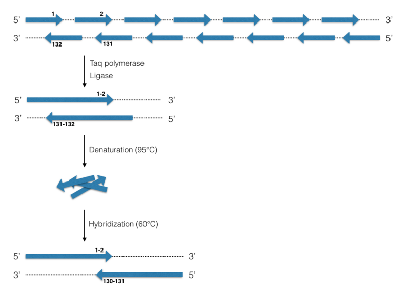 File:PCA illustrated by Nivin Nasri (edited).png