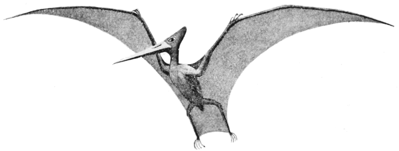 File:PSM V60 D324 Restoration of pteranodon.png