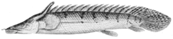 Polypterus endlicheri congicus