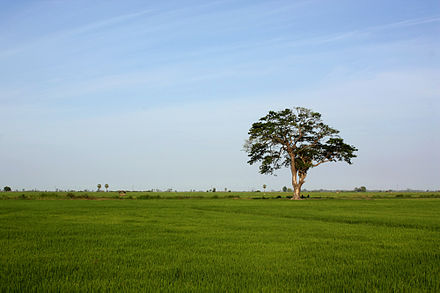 A paddy field in Sammanthurai, Ampara District.