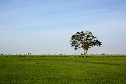 Paddy field in Sammanthurai, Ampara, Sri Lanka