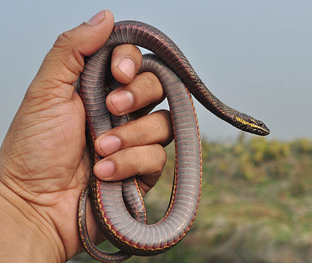 Tập_tin:Painted_Keelback.jpg