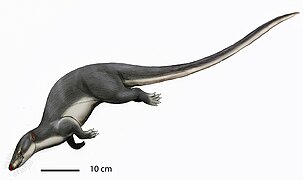 Palaeosinopa dideiphoidesDB24.jpg