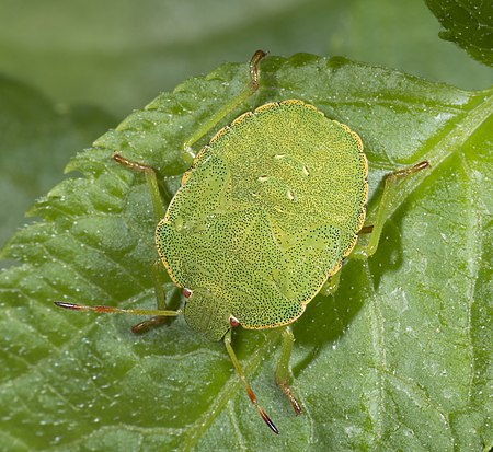 Palomena prasina MHNT Nymph.jpg