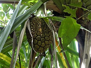 Pandanus-solms-laubachii-SF22286-03.jpg