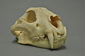 Panthera pardus delacouri 05 MWNH 376.jpg