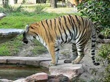 File:Panthera tigris1.ogv