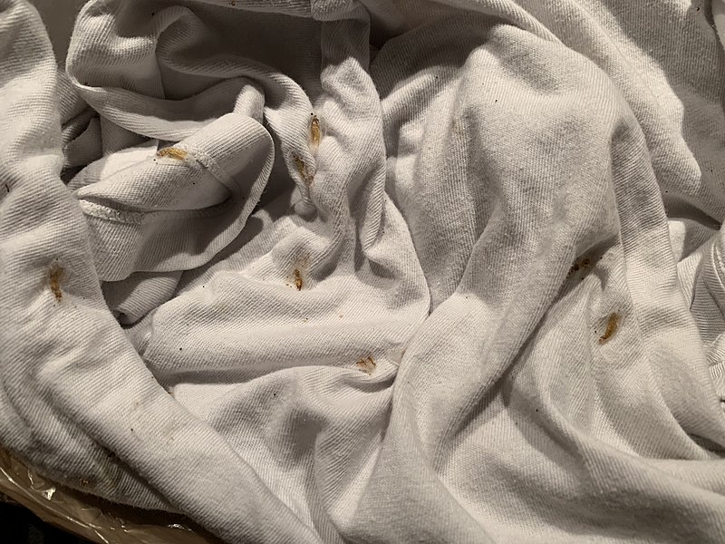 File:Pantry moth life cycle, reproducing in a single cotton T-shirt inside a drawer.jpg