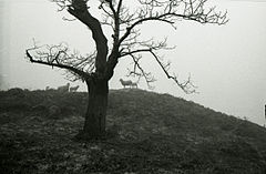 Paolo Monti - Serie fotografica (Anzola d'Ossola, 1963) - BEIC 6328659.jpg