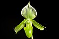 Paphiopedilum barbatum alba colour