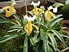 Paphiopedilum barbigerum OrchidsBln0906.jpg