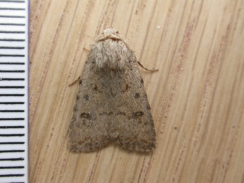 File:Paradrina clavipalpis (7380751536).jpg