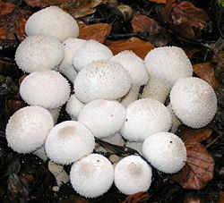 Krystal-støvbold (Lycoperdon perlatum)