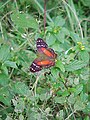 Anartia amathea (Linnaeus, 1758)