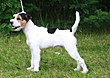 Parson Russell Terrier.jpg