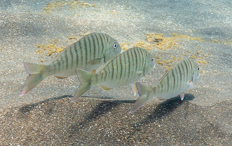 File:Peces herrera (Lithognathus mormyrus), Madeira, Portugal, 2019-05-30, DD 01.jpg