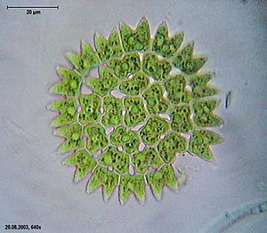 Pediastrum dupleks