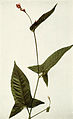 Persicaria arifolia WFNY-048B.jpg
