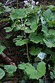 Weiße Pestwurz (Petasites albus)