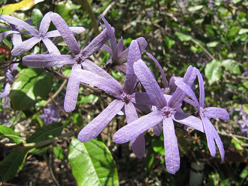 File:Petrea flowers - Iao Tropical Gardens of Maui (9286156507).jpg