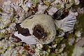 * Nomination Masked puffer (Arothron diadematus), Red Sea, Egypt --Poco a poco 07:48, 5 July 2023 (UTC) * Promotion Good quality. --ReneeWrites 09:40, 5 July 2023 (UTC)