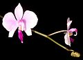 Phalaenopsis lowii