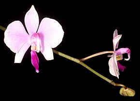 Описание изображения Phalaenopsis lowii Orchi 917.jpg.