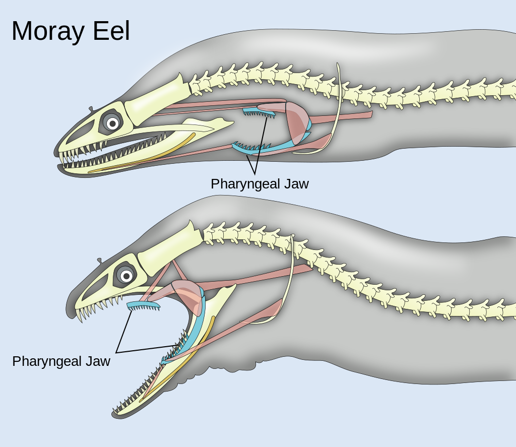 1024px-Pharyngeal_jaws_of_moray_eels.svg