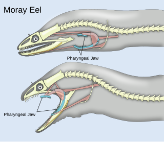 Pharyngeal jaw Mophological feature in some fish