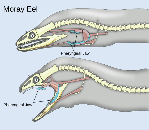 Мурены обладают двумя парами челюстей. Вторая пара, называемая глоточной, или фарингальной, находится позади черепа. Они помогают более крепко ухватить и заглотить её добычу, перемещая её изо рта в пищевод
