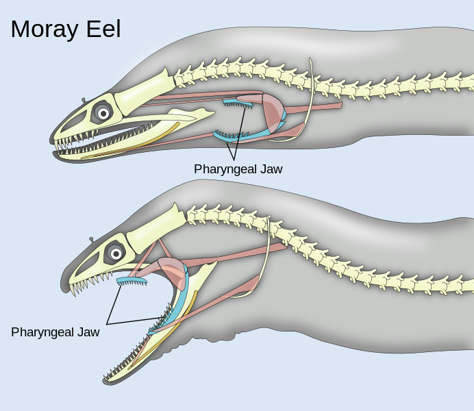 File:Pharyngeal jaws of moray eels.svg