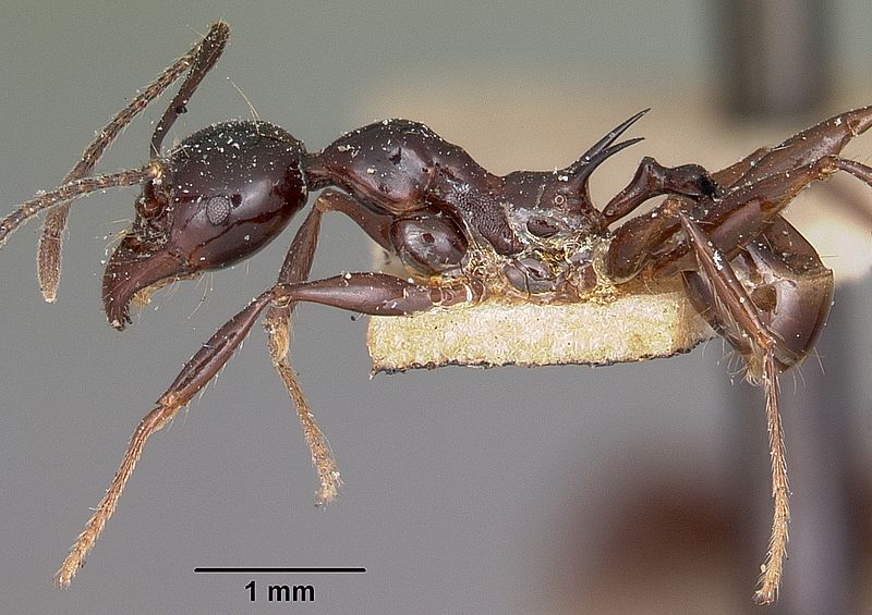 File:Pheidole longispinosa casent0101598 profile 1.jpg