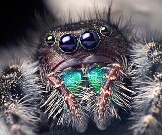 <i>Phidippus</i> Genus of spiders in the family Salticidae