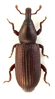 <i>Phloeophagus</i> Genus of beetles