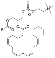 Phosphatidylcholin mit einer Arachidonsäure