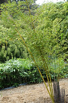 Phyllostachys sulphurea - Сад Требах - Корнуолл, Англия - DSC01500.jpg