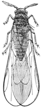 The phylloxera louse. Phylloxera vastatrix illustration.png